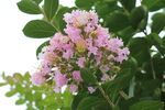 紫薇花 