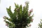 紫薇花  