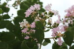 紫薇花 