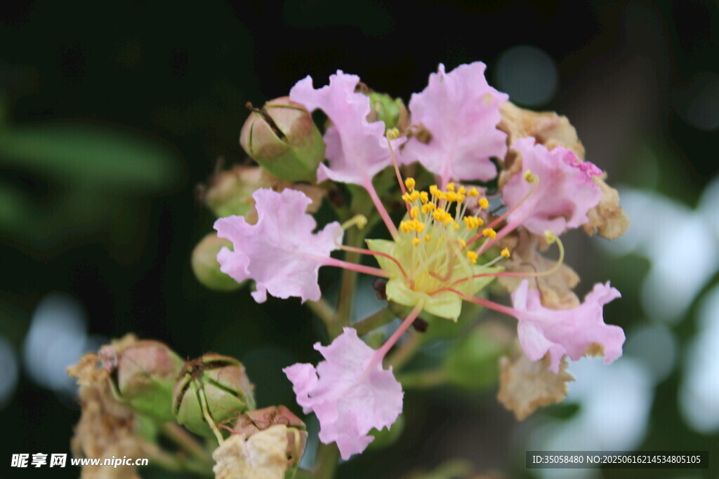紫薇花 