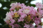 紫薇花 