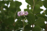 紫薇花 