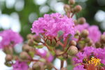 紫薇花  