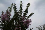 紫薇花 