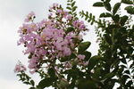紫薇花 