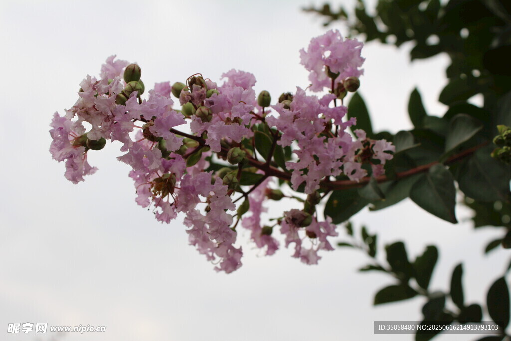紫薇花  