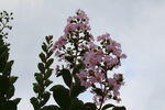 紫薇花  