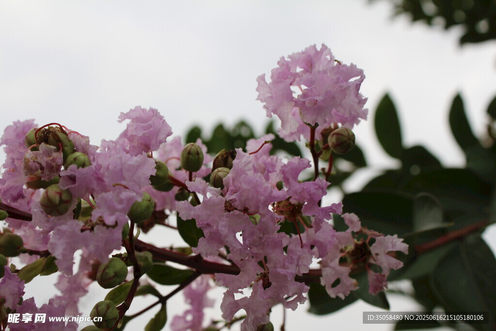 紫薇花  
