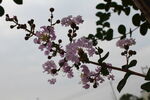 紫薇花 
