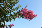 紫薇花  