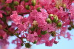 紫薇花 