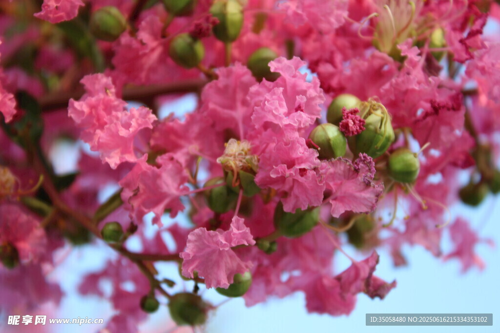 紫薇花 