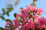 紫薇花 