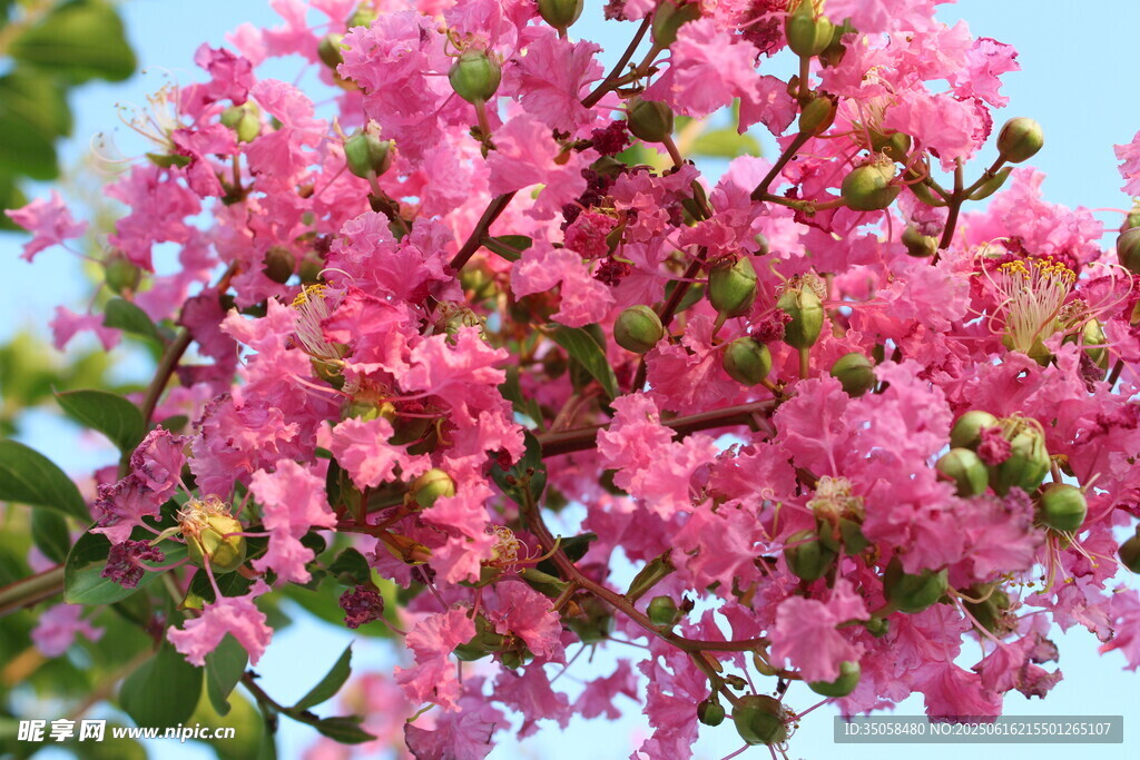 紫薇花 