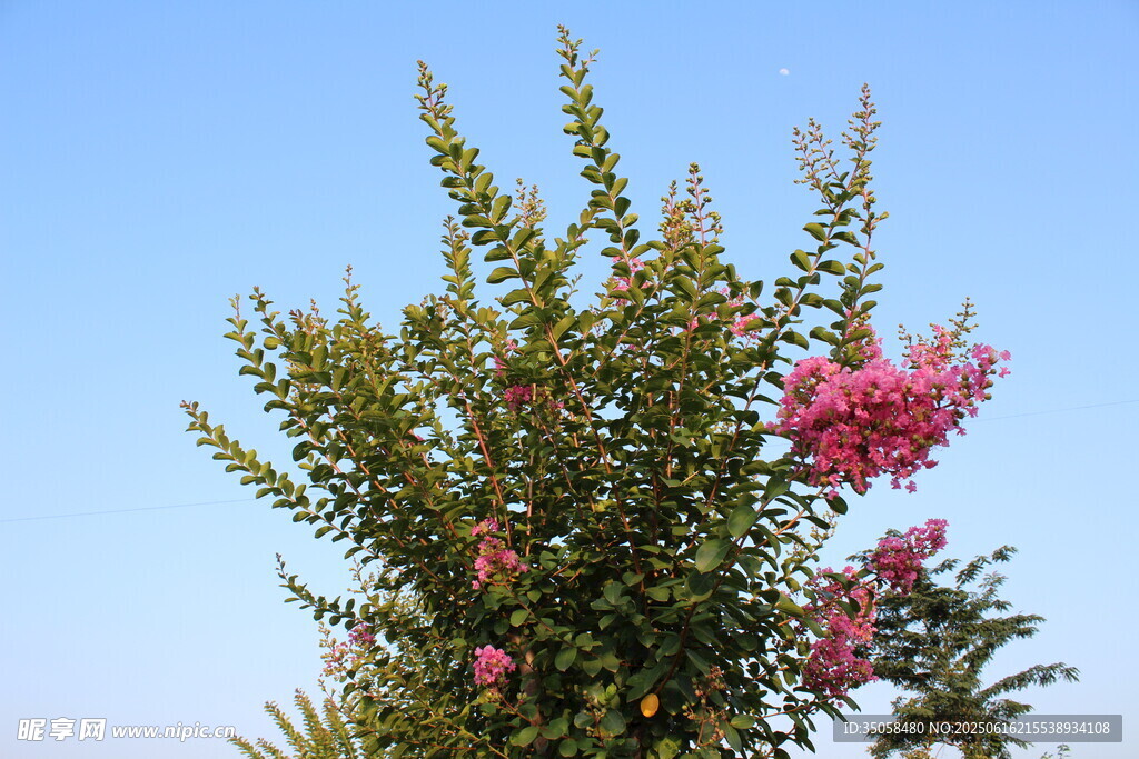 紫薇花  