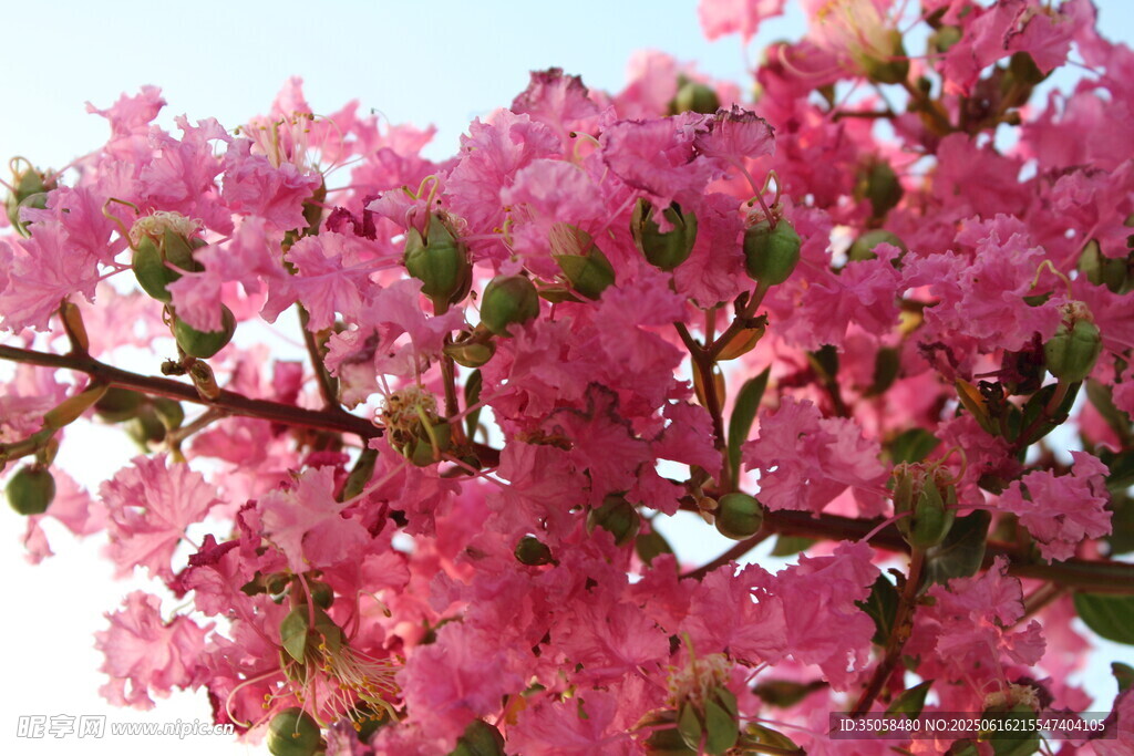 紫薇花 