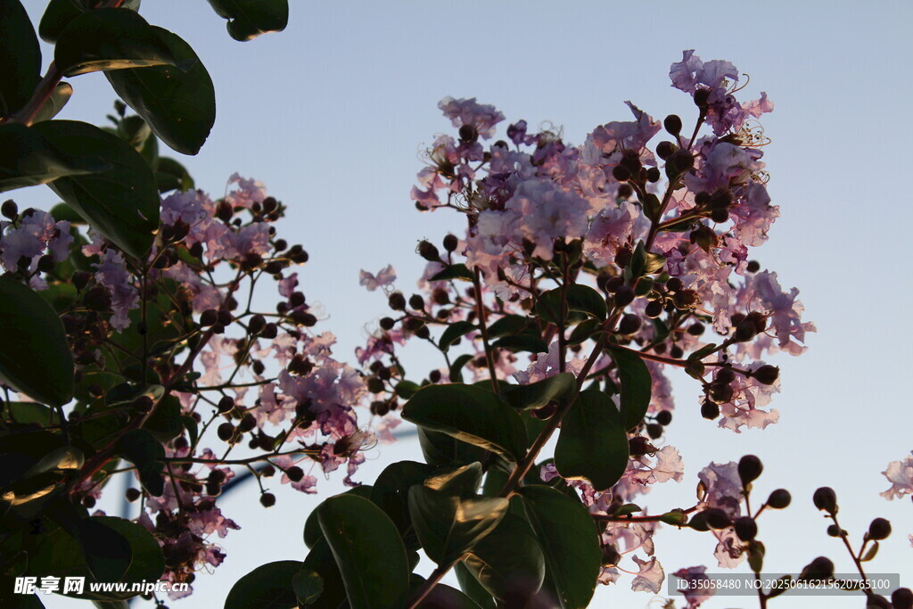 紫薇花 