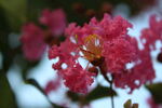 紫薇花 