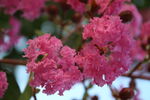 紫薇花  