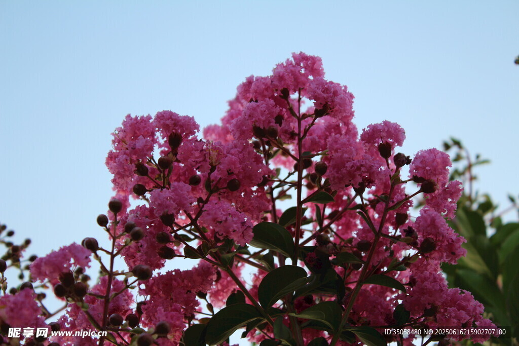 紫薇花 