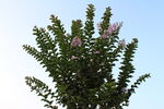 紫薇花  