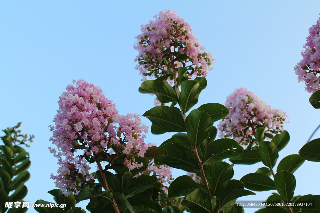 紫薇花 