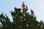 紫薇花 