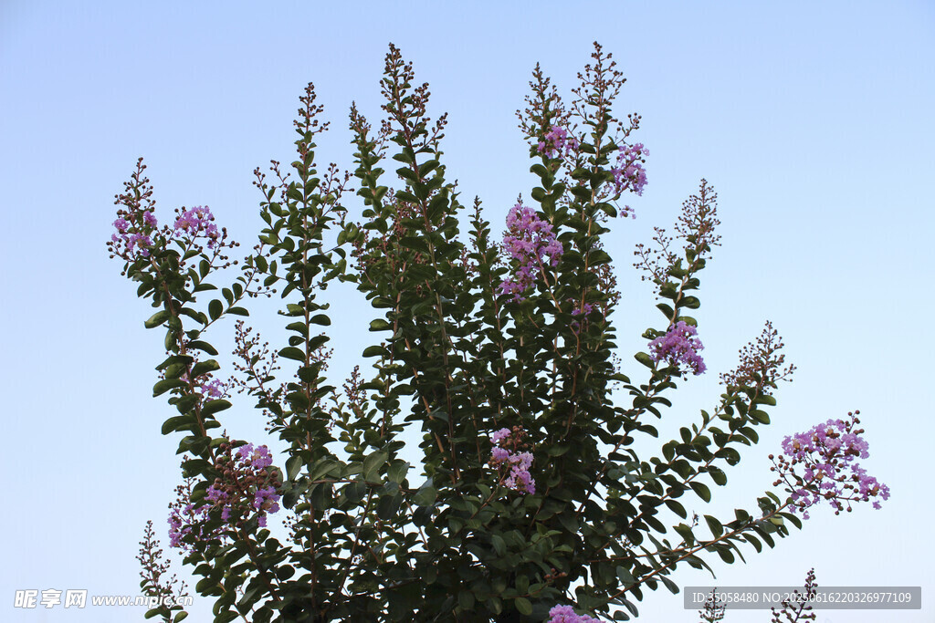 紫薇花 