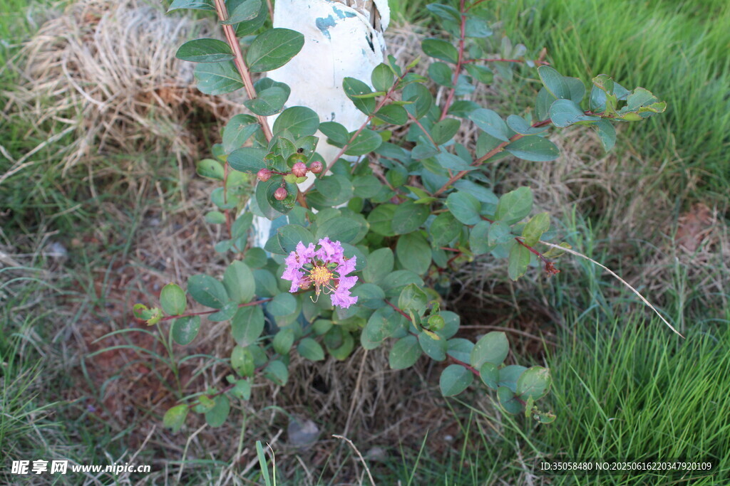 紫薇花  