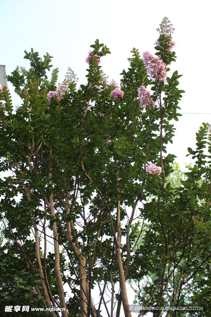 紫薇花  