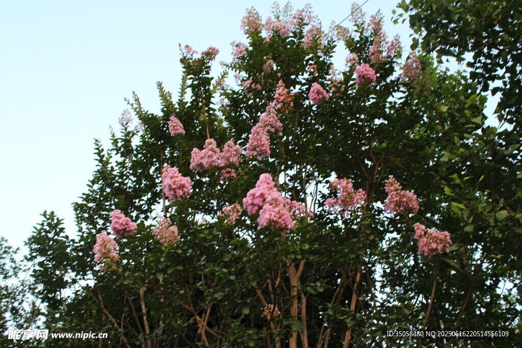紫薇花  