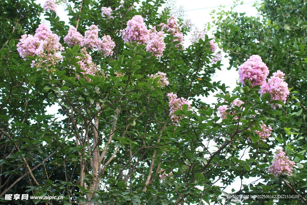紫薇花  