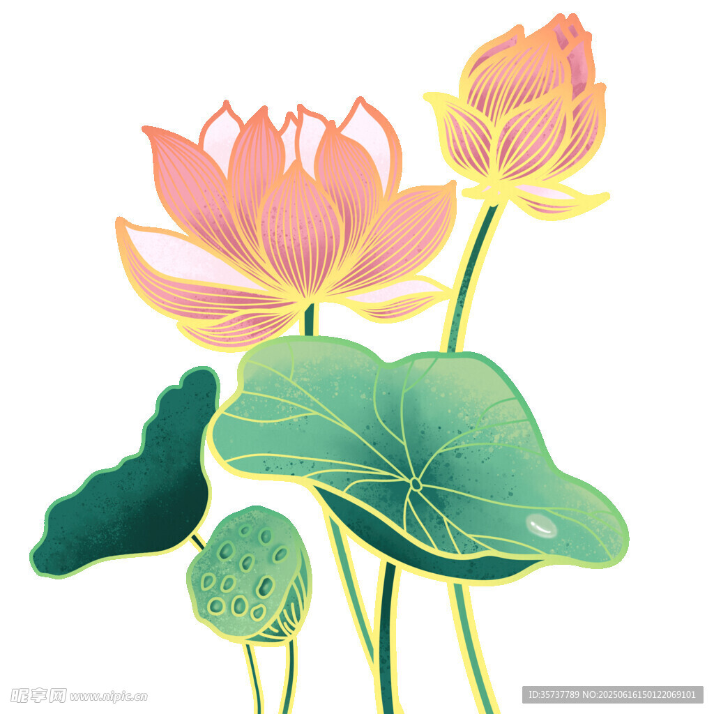 清新荷花荷叶插画