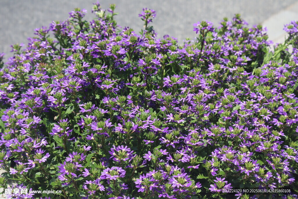 蓝扇花