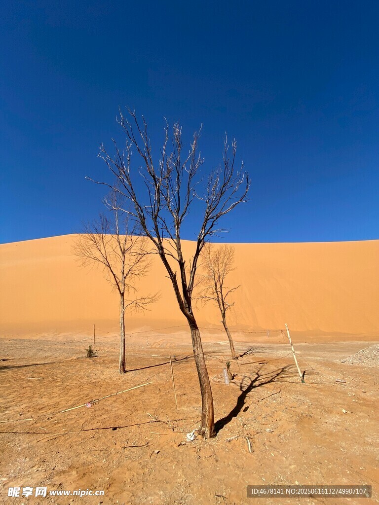 沙漠孤树 尽显苍凉之美