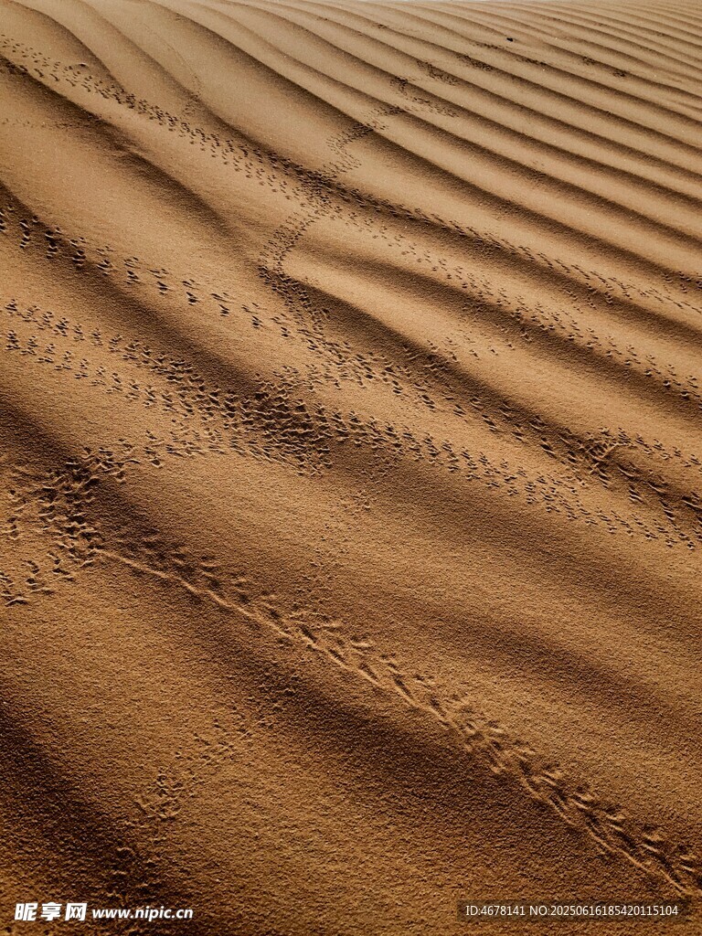 沙漠纹理与动物足迹