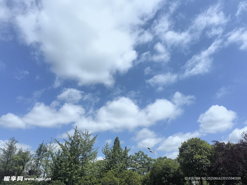蓝天白云下的葱郁树林