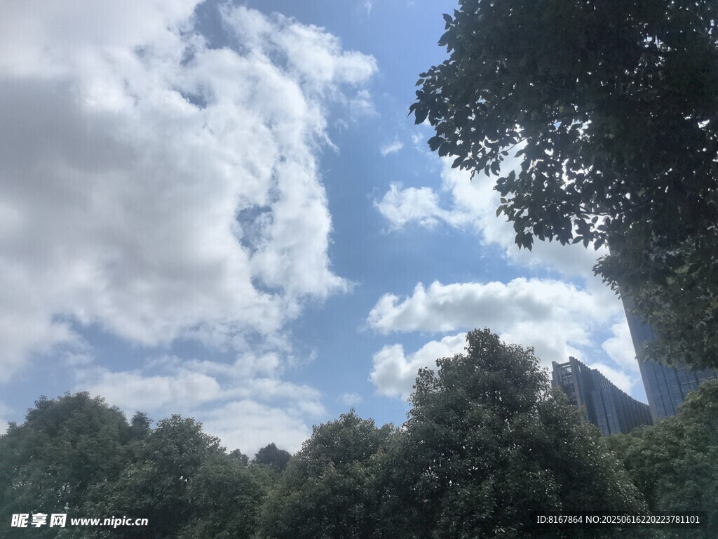 蓝天白云下的葱郁树林