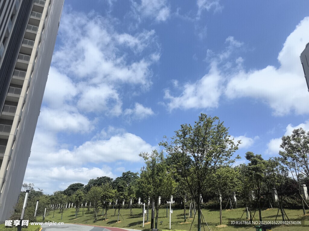 城市中蓝天白云下的绿地
