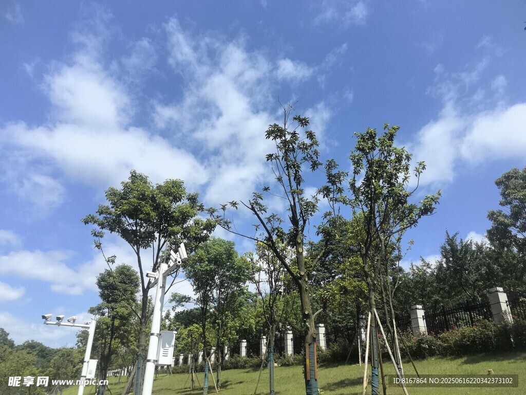 蓝天白云下的绿树景观