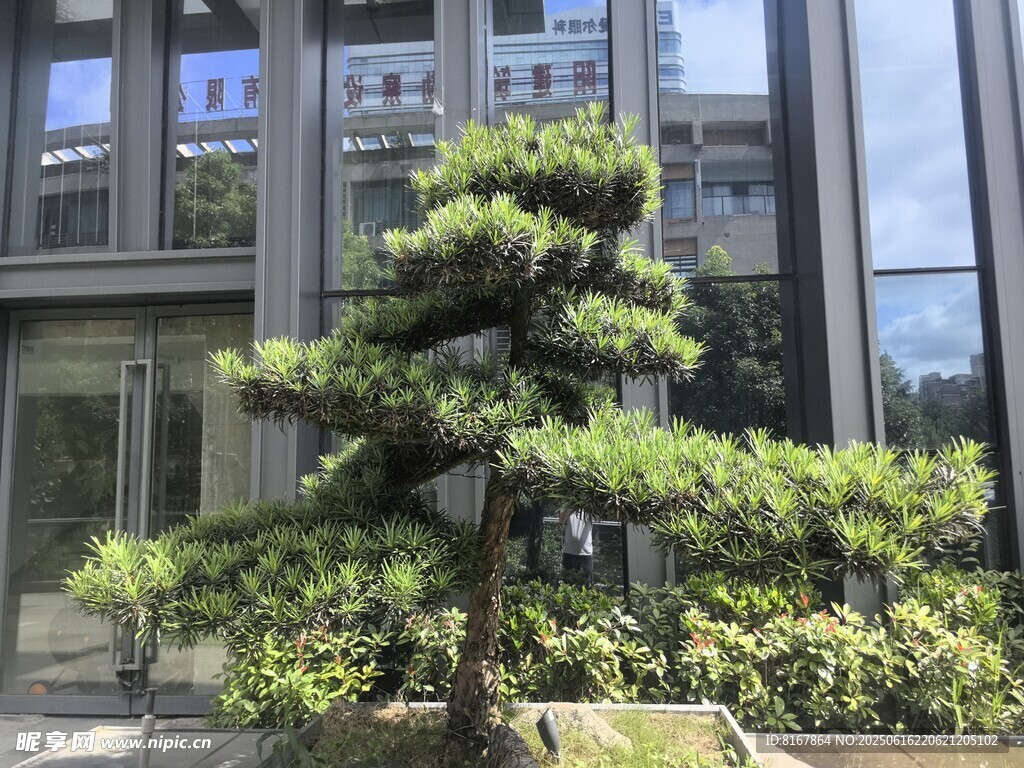 窗前精致盆景松树