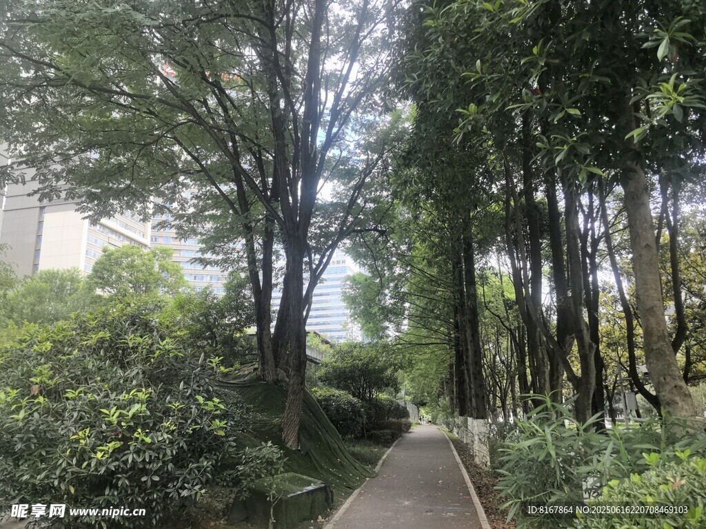 林间幽静小道