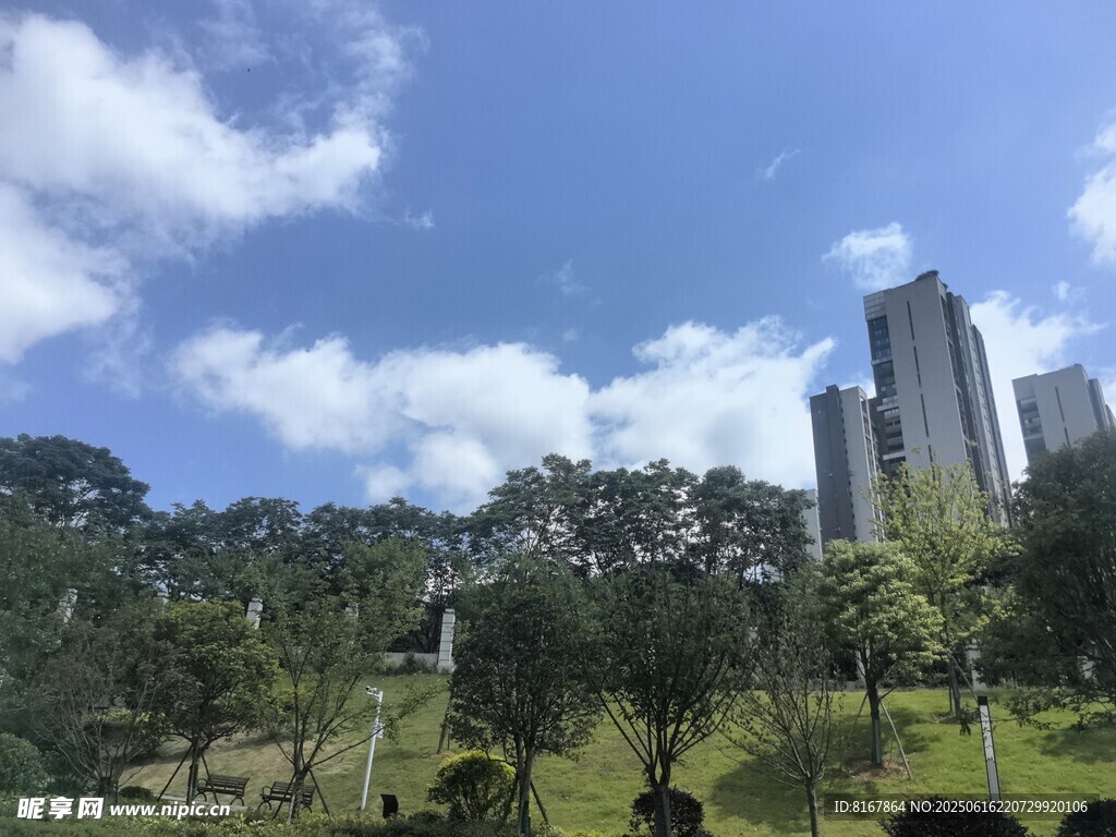 城市公园中的高楼与绿树