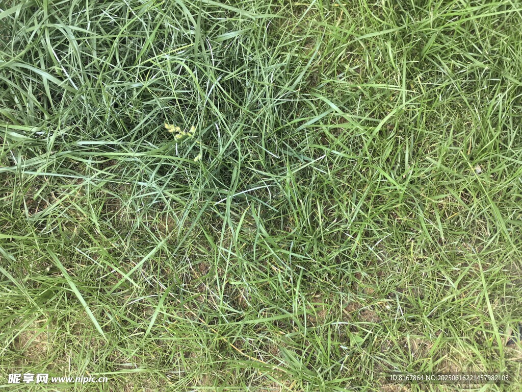 翠绿草地特写