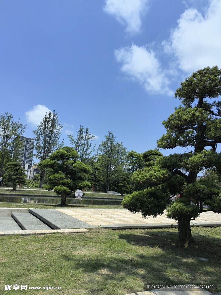 松树与草地