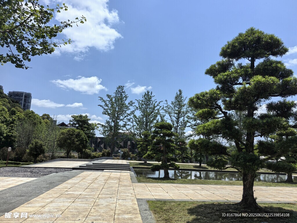城市公园中的挺拔松树