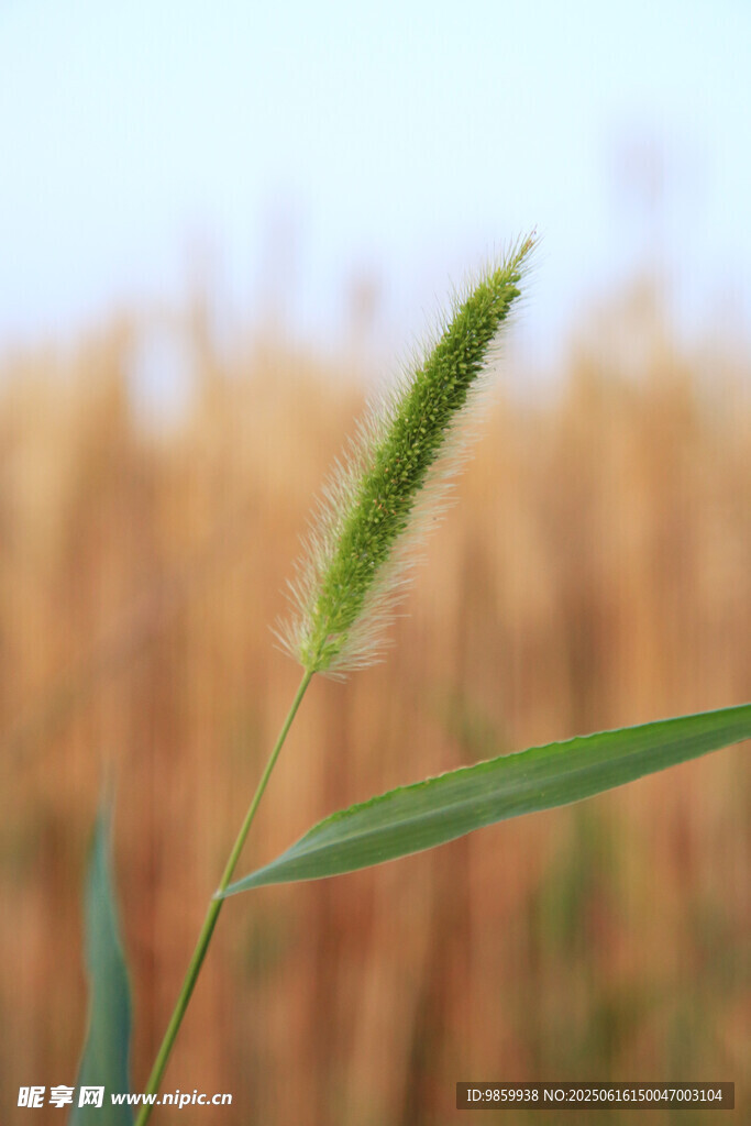 一株嫩绿野草特写