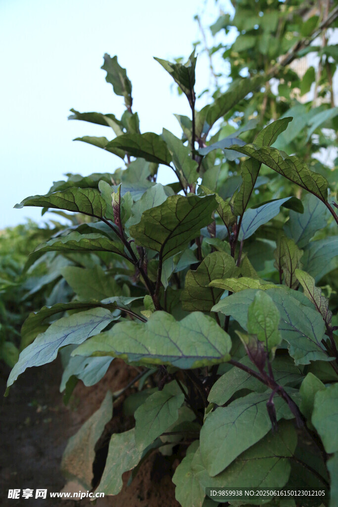 绿叶繁茂的植物
