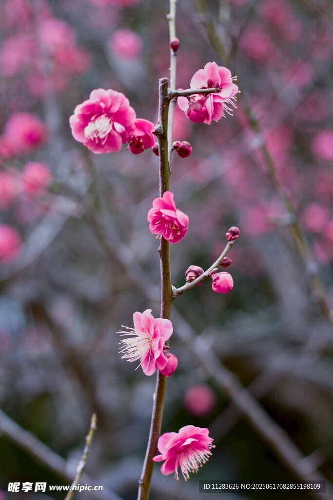 娇艳绽放的粉色梅花枝
