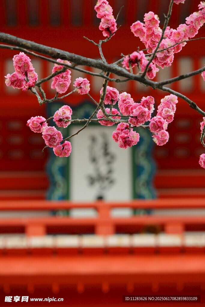 红梅映古建